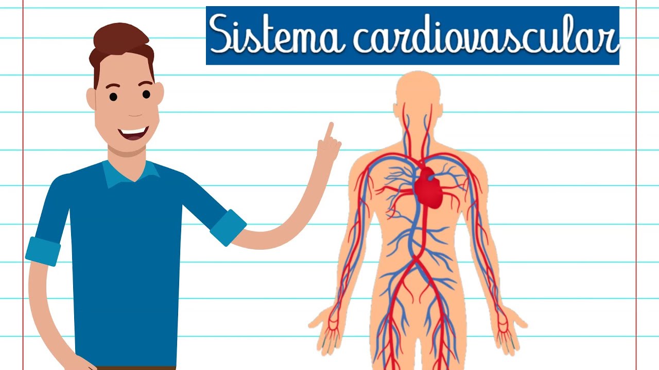 SUMMARY - CARDIOVASCULAR SYSTEM