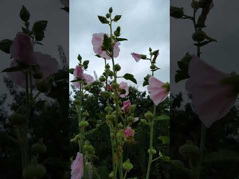 タチアオイの種を集めるのに最適な時期はいつですか?なぜそれを自己播種させないのでしょうか？  庭園