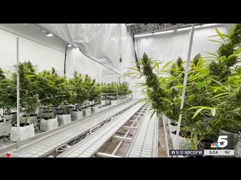 Emergency rules allow THC retailers to sell cannabis to adults in Texas | NBCDFW