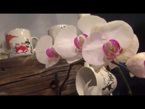 How I rescue Phalaenopsis orchids that have root loss