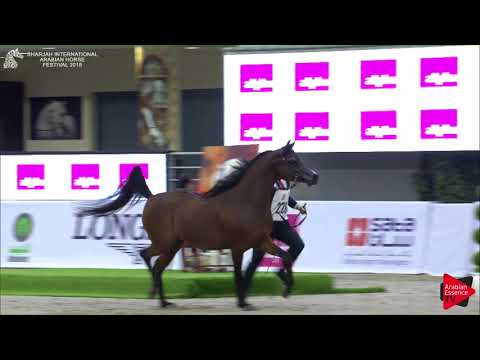 226 AL ARYAM AMGAAD Sharjah International 2018