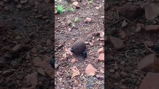 The dung beetle rolls its ball across the savannah 💩🌱 #animals #africa #dungbeetle #wildlife