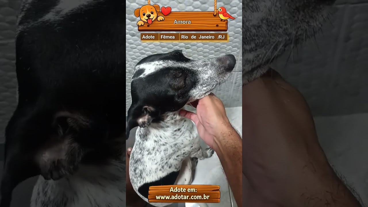 Cachorro raça SRD-ViraLata idade 3 anos nome Amora