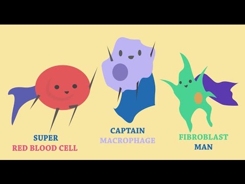 How the Skin Heals Itself