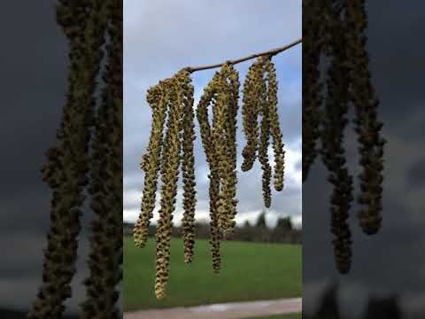 Turkish hazel - male flowers / catkins - February 2021