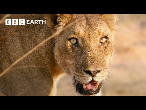 🔴 LIVE: Amazing Animals of Africa | BBC Earth