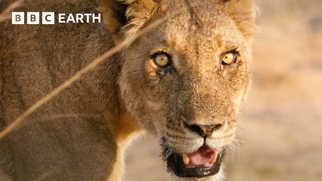 🔴 LIVE: Amazing Animals of Africa | BBC Earth