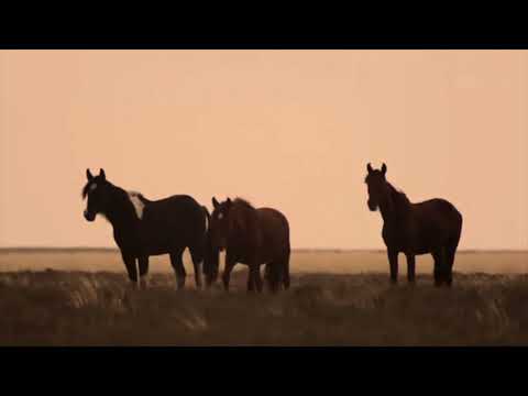 Blind Horse - Patagonia (clip oficial)