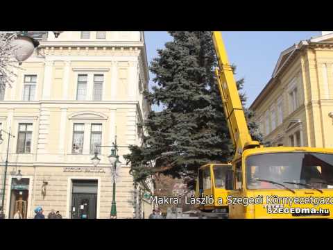 A város fenyőfája - Szeged