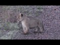 Lion Cub Calling