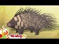Porcupine Animal Party Animals For Kids BabyTV