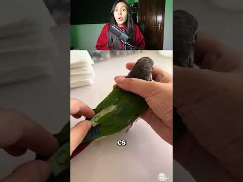 La solución definitiva para dueños de aves 💡 #lifehacks #loros #mascotas