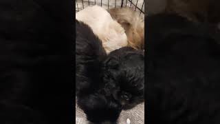 Pekingese Puppies Videos