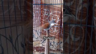 Download lagu suara pikat sniper cocok buat pancingan burung bahan #kicau #masteran #viral #tepus_dada_putih mp3 Download lagu suara pikat sniper cocok buat pancingan burung bahan #kicau #masteran #viral #tepus_dada_putih mp3