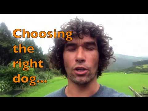 How do you choose the right dog?