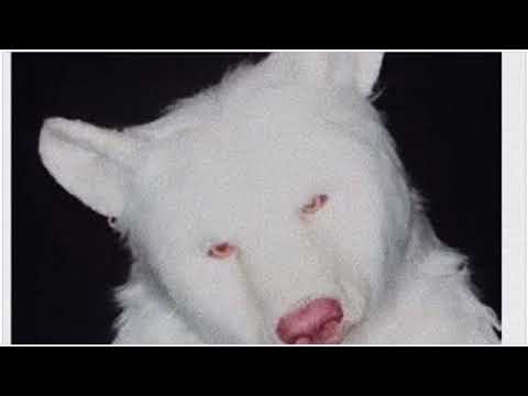 AYCE COMET - bear (interlude)