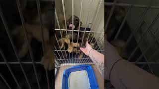 Video preview image #1 German Shepherd Dog-Unknown Mix Puppy For Sale in MECHANICSBURG, PA, USA