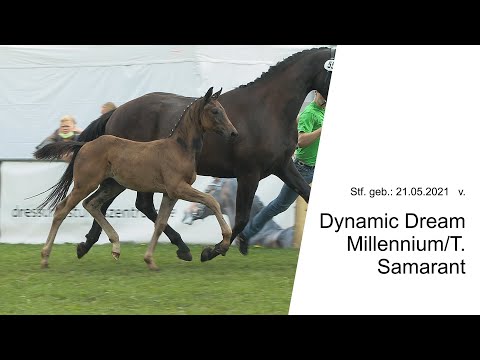 Stf v Dynamic Dream x Millennium T x Samarant 2021 LN