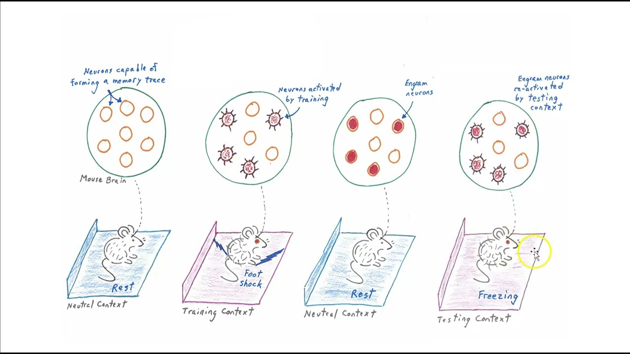 Using optogenetics to study memory formation and retrieval part 1