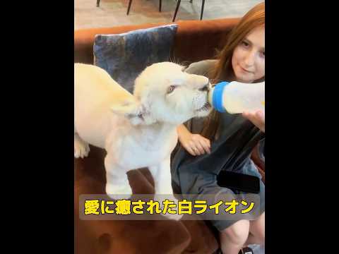愛に癒される小さな白いライオン！ #animals #救助 #動物 #救助技術 #動物プロダクション #自然