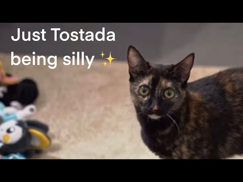 Jaiden’s Pokémon plushie review but Tostada gets all the screen time