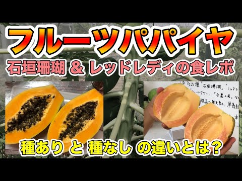, title : '【フルーツパパイヤとは？】石垣珊瑚とレッドレディの食べ比べ！切り方！糖度まで！パパイア【種無しと種有りの違い？】What is fruit papaya?'