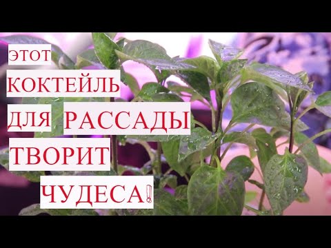 Этот коктейль для рассады творит чудеса! Подкормка рассады и защита рассады от болезней.