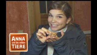 Download lagu Schlaf gut, kleine Haselmaus | Reportage für Kinder | Anna und die wilden Tiere mp3