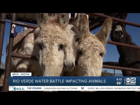 Rio Verde water battle impacting animals