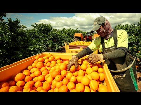How American Farmers Harvest 6.9 Million Tons of Oranges