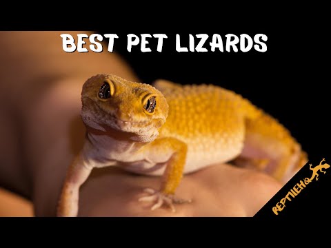 5 Best Beginner Friendly Lizard Pets: Which One is Right for You?