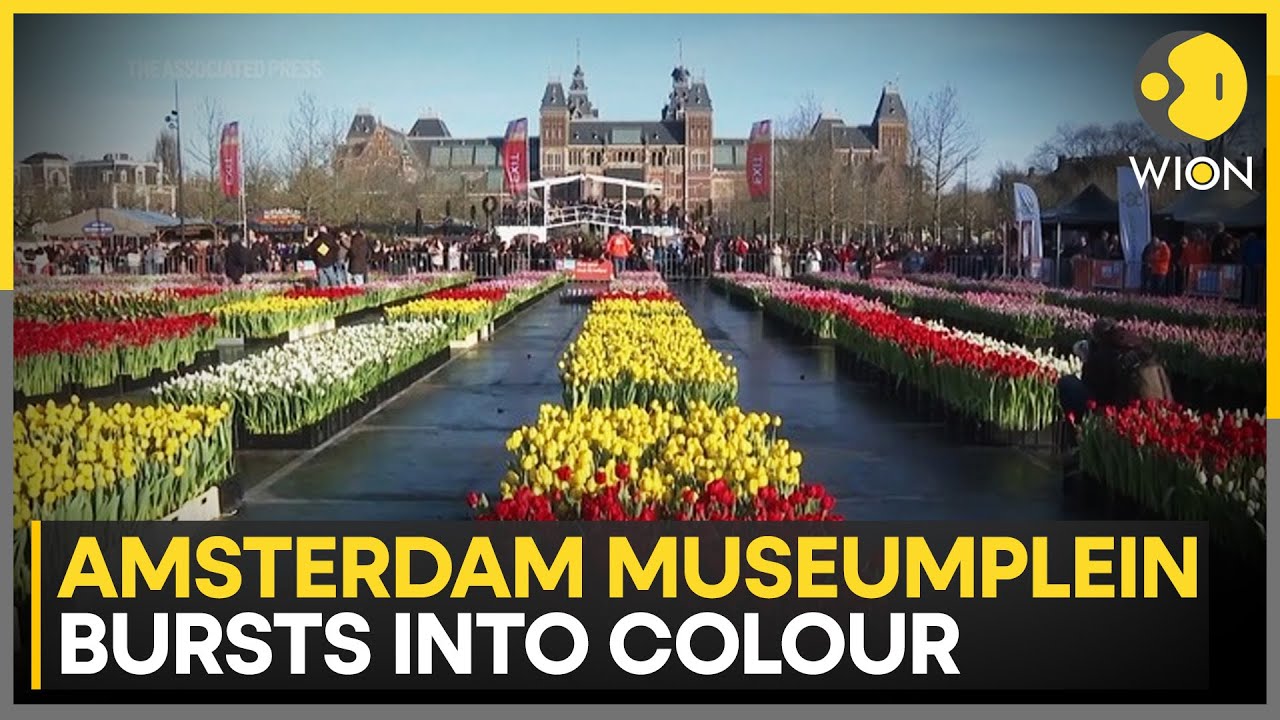 Amsterdam: Tulips Fill Amsterdam’s Museumplein with Colour | WION NEWS