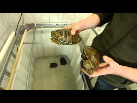 ZB 17ser - Ciemos pie karantīnas dzīvniekiem Rīgas ZOO