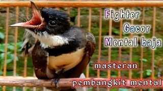 Download lagu fighter gacor mental baja masteran pembangkit mental khas srikatan kipas.-kicau mania. mp3