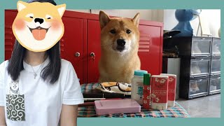 My Dog Choose My Make up || Hero the Shiba inu