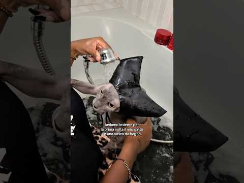lavo il mio gatto senza pelo per la prima volta in una vasca da bagno... Ig: naomiakano ￼