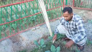 পারিবারিক পুষ্টি বাগান