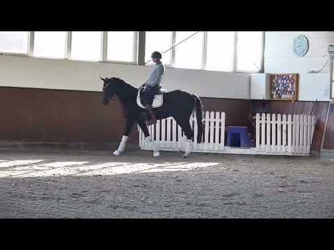 Dumbledore 2020 gelding Despacito-Fürst Nymphenburg-Wolkenstein II