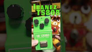 Video thumbnail for TS808とChouChou Bear Berryの違い🎸#ts808 #chouchou #guitarpedals #stratocaster by 77式リアルチャンネル