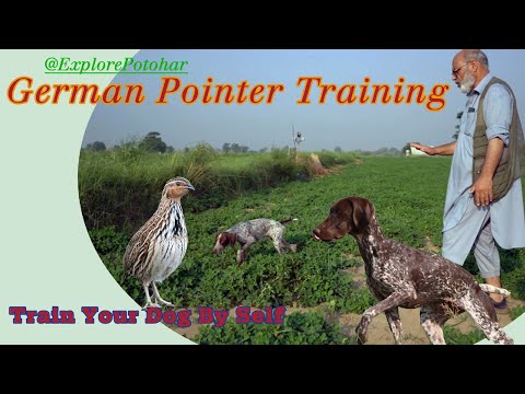 Quail Hunting & German Pointer Training  / Hunting Dog First day in Field @ExplorePotohar #dog