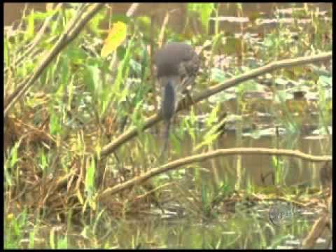 Bem Simplesinho :Daniel