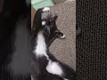 Closeup With Tuxie Tuxedo Kitten