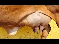 16 17kg Milking Line Rathi Cross Cow 7877250747