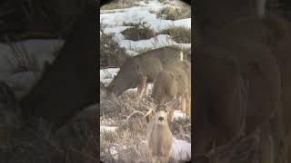 One antler two antlers and a shed buck! Who else is ready to pick up some antlers!? #muledeer