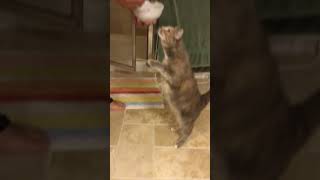 Totoro(別名チビ)のごは〜ん♪