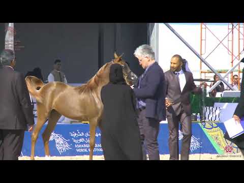 N 13 BIANCA AL TARF   Asharqia Arabian Horse Classic 2020   Yearling Fillies Class 1A