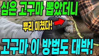 심은 고구마 뽑았더니 뿌리 미쳤다! 고구마 심기전 이방법 대박입니다!