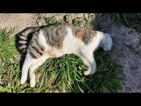 Gifstrooier actief in Almeerse Bouwmeesterbuurt