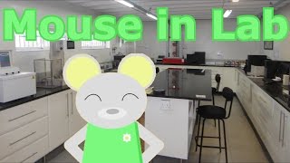 Mouse in Lab: This One Was Painful - WBaN