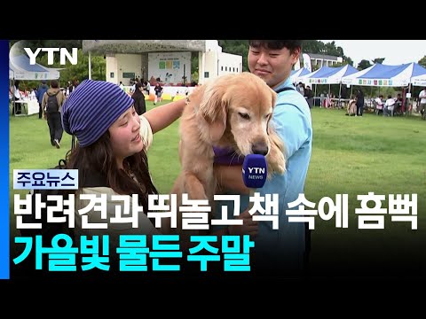 반려견과 뛰놀고 책 속에 흠뻑...가을빛 물든 주말 / YTN